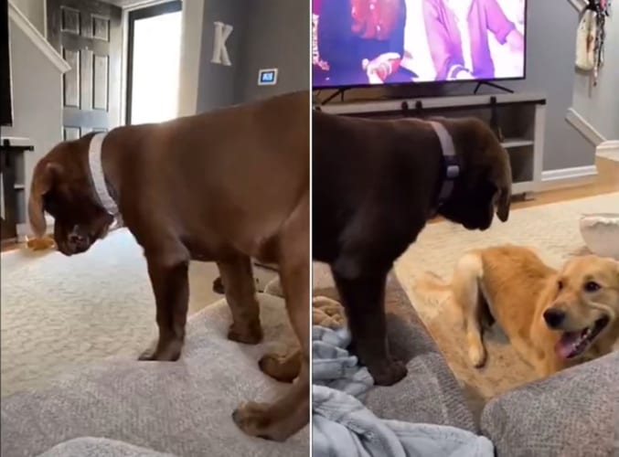 超おてんば！ダイビングしてくる子犬が可愛いけれどハラハラする！