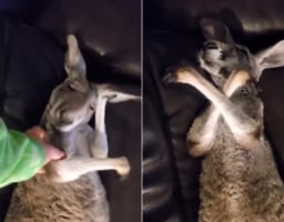 野生どこいった？ソファーで眠るカンガルーが可愛すぎる
