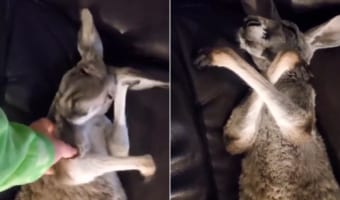 野生どこいった?ソファーで眠るカンガルーが可愛すぎる