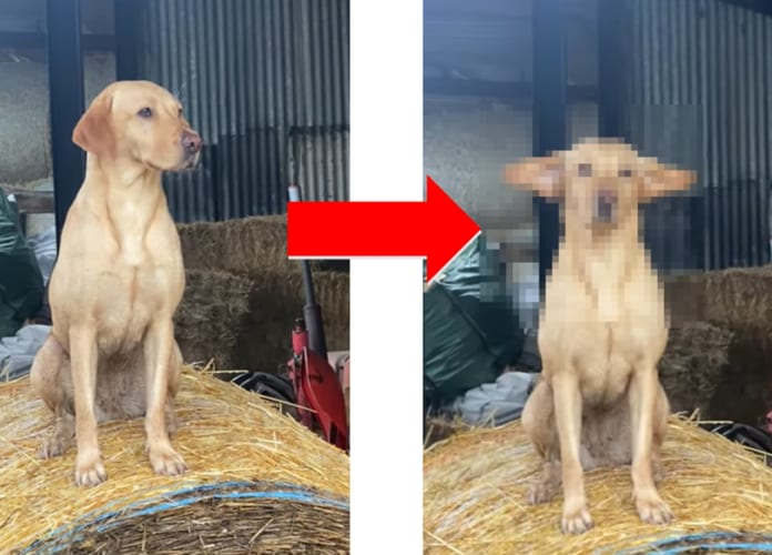 君がダンボか！強風に煽られて耳で飛べそうなワンコが可愛い