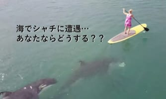 ラッキーなの？アンラッキーなの？狩り中のシャチに出くわしてしまった映像が手に汗握る
