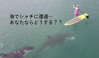 ラッキーなの？アンラッキーなの？狩り中のシャチに出くわしてしまった映像が手に汗握る