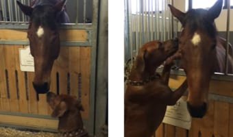 「元気出して!」病気の馬を勇気づけようとするワンコの健気さに感動