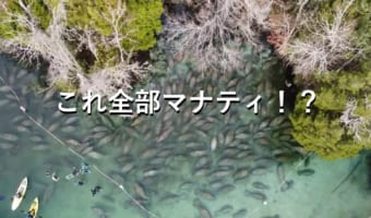 いったいなぜ？マナティの大群が集まる光景が凄い！実はこんなに集まるには理由があった！