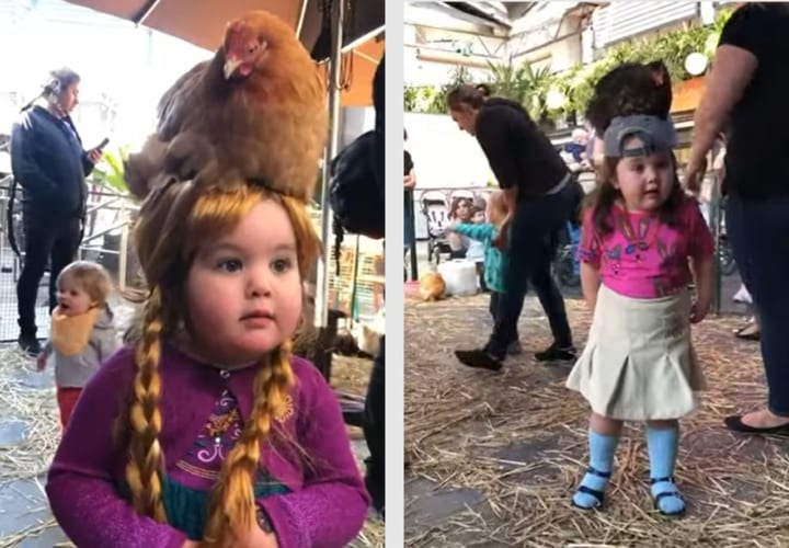 なんでそうなった！？ニワトリを頭に乗せるのが好きな女の子が可愛い！