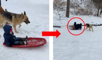 危機一髪!ソリが止まらなくなった子どもを助けるパパの救出劇!