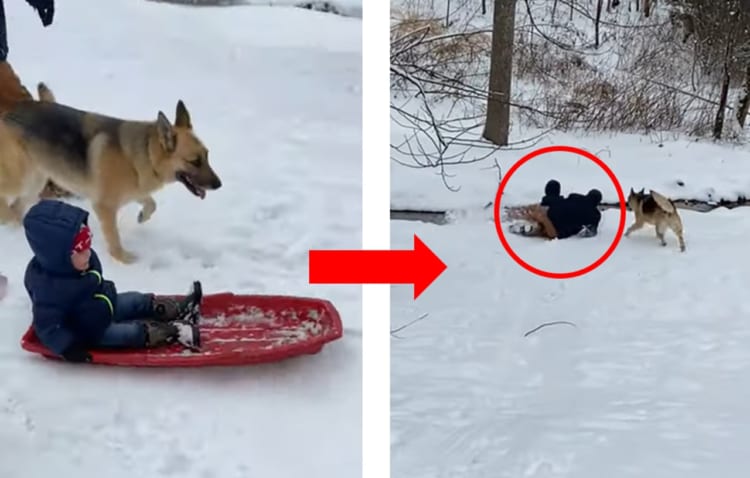 危機一髪！ソリが止まらなくなった子どもを助けるパパの救出劇！
