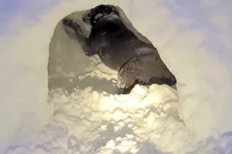 「穴掘りは得意だワン♪」かまくら作りを張り切ってお手伝いするワンコが超優秀だった！