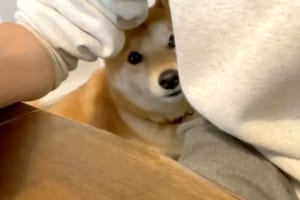 こんなの絶対無視できない！パパの仕事を中断させる鳴き声を会得したワンコが可愛すぎ