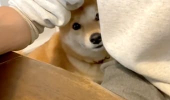 こんなの絶対無視できない!パパの仕事を中断させる鳴き声を会得したワンコが可愛すぎ