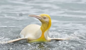 12万羽の中に1羽だけ!写真家が捉えた超レアな黄色いペンギンが世界中で話題に