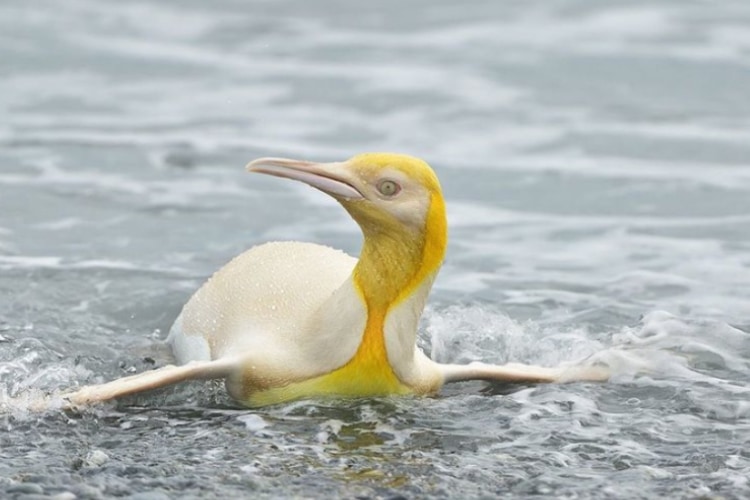 12万羽の中に1羽だけ！写真家が捉えた超レアな黄色いペンギンが世界中で話題に