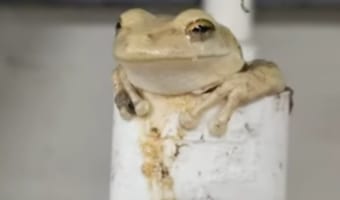 「良い場所み~っけ♪」暑い日にくつろげるベストポジションを見つけたカエルがかわいい!