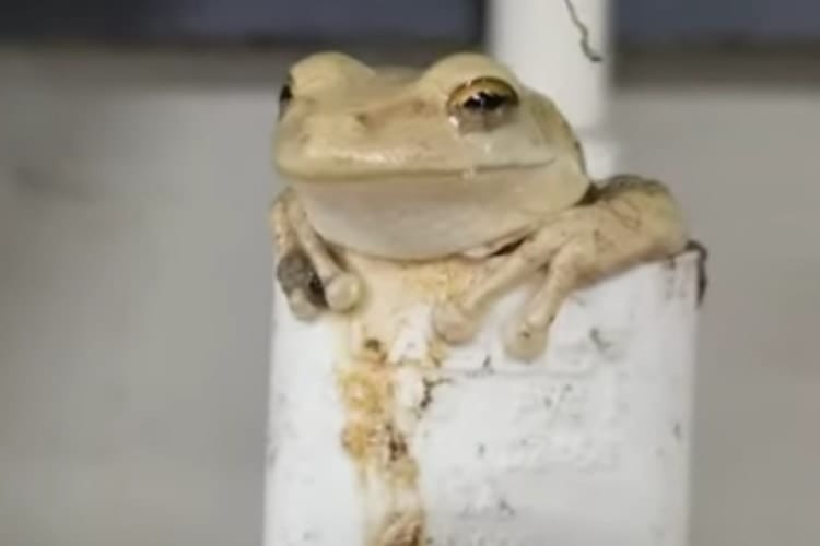 「良い場所み～っけ♪」暑い日にくつろげるベストポジションを見つけたカエルがかわいい！