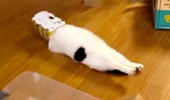 VRを体験中ですか?空き箱に顔と手を突っ込み、ヘソ天でくつろぐニャンコが面白すぎ!