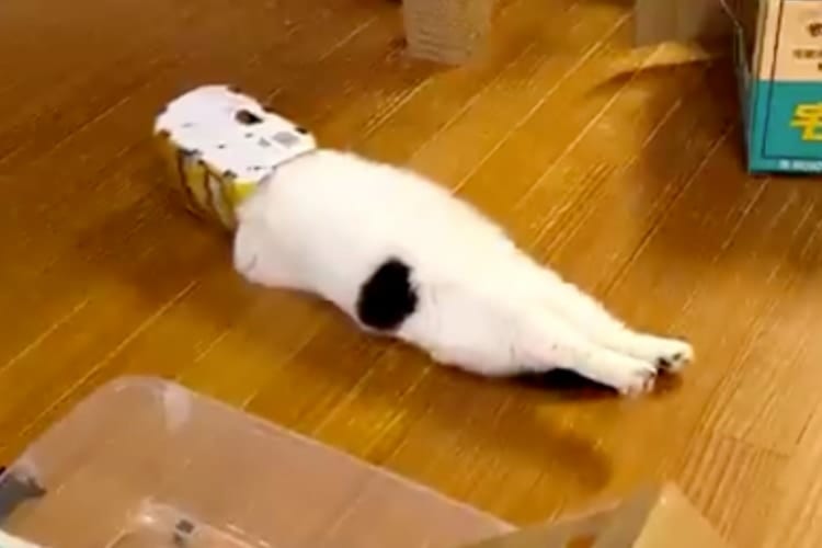 VRを体験中ですか？空き箱に顔と手を突っ込み、ヘソ天でくつろぐニャンコが面白すぎ！