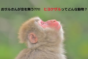 空を舞うおサルさん？！「ヒヨケザル」はどんなおサルさん？