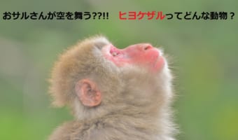 空を舞うおサルさん？！「ヒヨケザル」はどんなおサルさん？