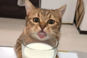 この画像は遅延証明になります！遅刻しても許される案件！毎朝しつこく牛乳を狙ってくるニャンコの可愛さがヤバい