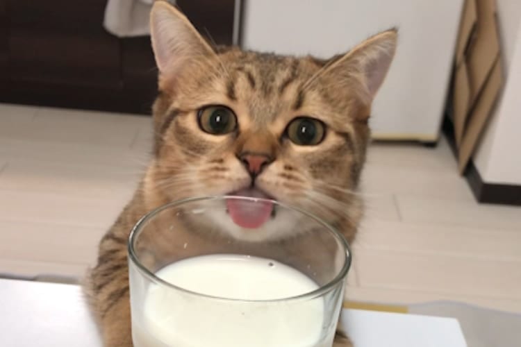 この画像は遅延証明になります！遅刻しても許される案件！毎朝しつこく牛乳を狙ってくるニャンコの可愛さがヤバい
