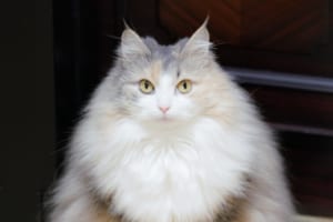 今が最盛期の美しい三角形！おにぎりみたいなフォルムのニャンコがめっちゃ愛おしい！