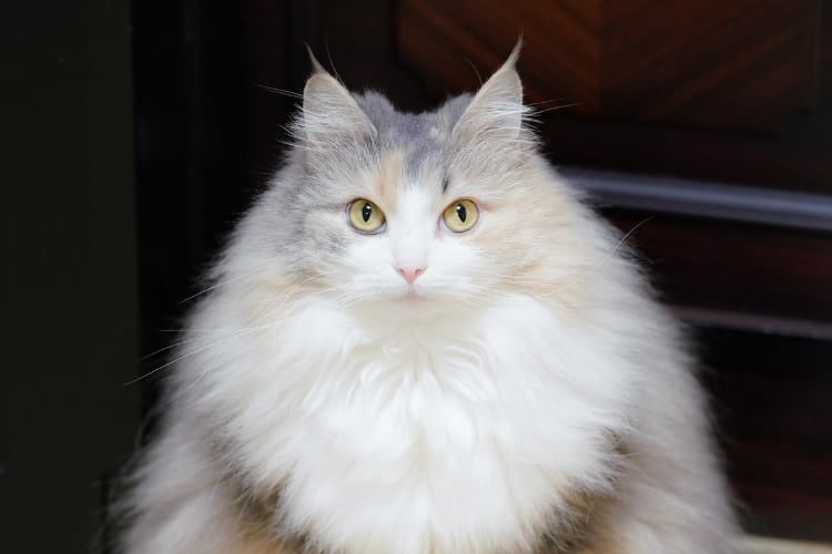 今が最盛期の美しい三角形！おにぎりみたいなフォルムのニャンコがめっちゃ愛おしい！