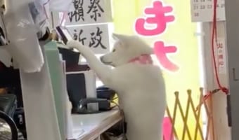こっそりレジ打ちの練習中?入社7ヶ月目の秋田犬店員さん「梅子ちゃん」が可愛すぎた!