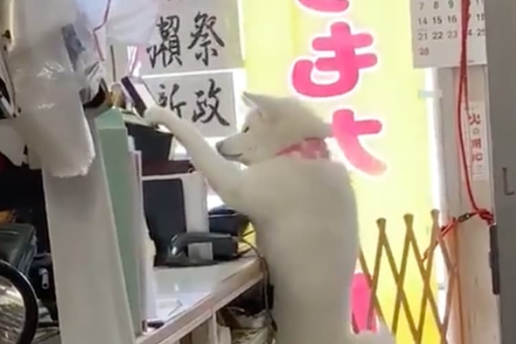 こっそりレジ打ちの練習中？入社7ヶ月目の秋田犬店員さん「梅子ちゃん」が可愛すぎた！