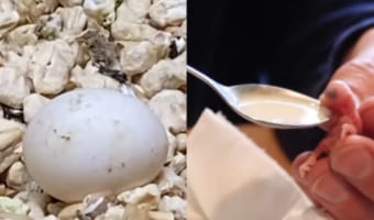 【9,200万回再生動画】ペットショップで放置されたインコの卵を発見した男性。男性と小さな卵の物語に感動!
