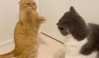 しつこく絡まれて怒ったニャンコ、高速パンチをお見舞いするもおててが全然届いてなくて可愛い(笑)