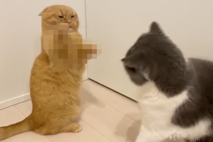 しつこく絡まれて怒ったニャンコ、高速パンチをお見舞いするもおててが全然届いてなくて可愛い(笑)