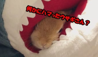 自らサメに食べられちゃったウサギさんが可愛い過ぎると話題に!