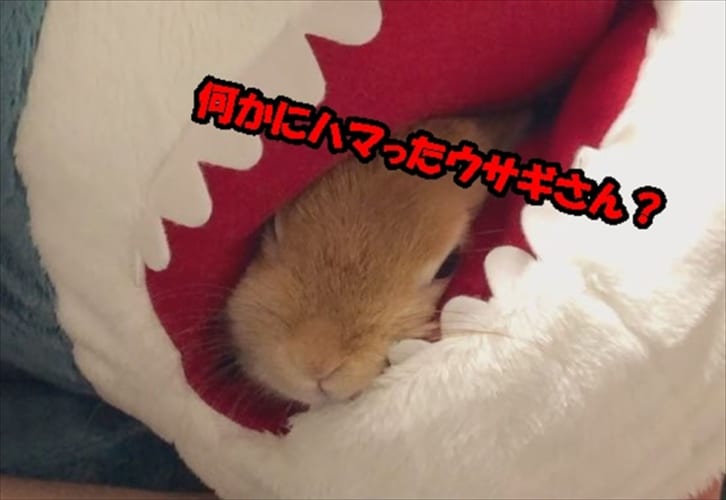 自らサメに食べられちゃったウサギさんが可愛い過ぎると話題に！