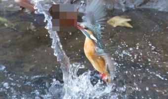 「葉っぱ捕りたかっただけやし！」狩猟に失敗したカワセミがかっこいい！