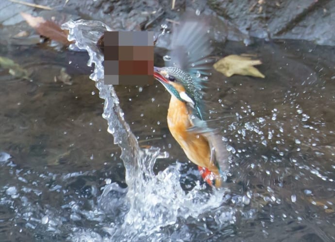 「葉っぱ捕りたかっただけやし！」狩猟に失敗したカワセミがかっこいい！