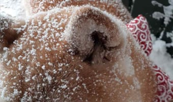雪が砂糖に見える！？外から帰ってきたワンコが美味しそうな揚げパンみたいだった(笑)