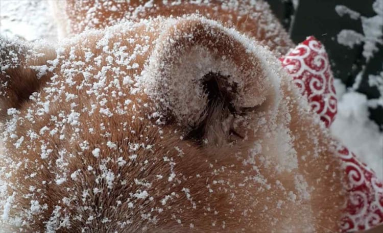 雪が砂糖に見える！？外から帰ってきたワンコが美味しそうな揚げパンみたいだった(笑)