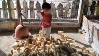 僕だって手伝うんだ！アヒルのエサやりをお手伝いする2歳児が可愛い