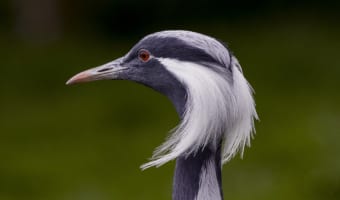 ヒマラヤさえ飛び越える?!「アネハヅル」とはどんな鳥
