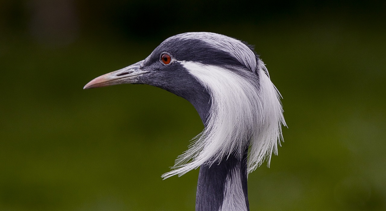 ヒマラヤさえ飛び越える？！「アネハヅル」とはどんな鳥