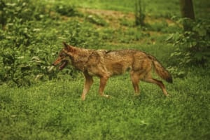 【犬が西向きゃ尾は東】それはそう・・・となってしまう意味のことわざ、他にもあるの？