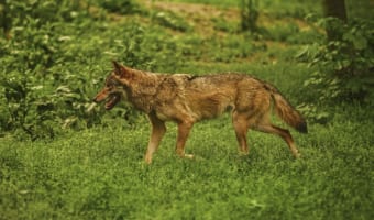 【犬が西向きゃ尾は東】それはそう・・・となってしまう意味のことわざ、他にもあるの?
