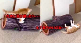 華麗に飛んだ！！と思ったら・・・・子猫の反応が可愛すぎ(笑)
