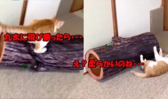 華麗に飛んだ!!と思ったら・・・・子猫の反応が可愛すぎ(笑)
