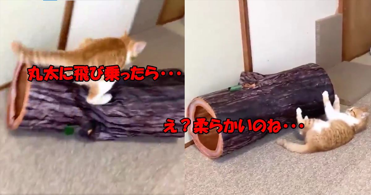 華麗に飛んだ！！と思ったら・・・・子猫の反応が可愛すぎ(笑)