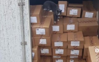 【奇跡の生還】3週間コンテナに閉じ込められた猫が奇跡の生還！一体どうやって？