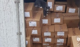 【奇跡の生還】3週間コンテナに閉じ込められた猫が奇跡の生還！一体どうやって？