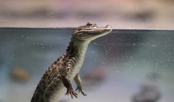 ワニの寿命を知っていますか?100年以上生きるって本当?インドでは推定130歳の野生のワニの葬儀も行われていた
