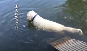 もはや魚取りの達人？「素人は黙っとれ」という雰囲気で獲物を狙うワンコ様