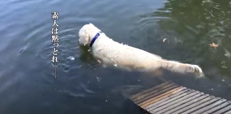 もはや魚取りの達人？「素人は黙っとれ」という雰囲気で獲物を狙うワンコ様